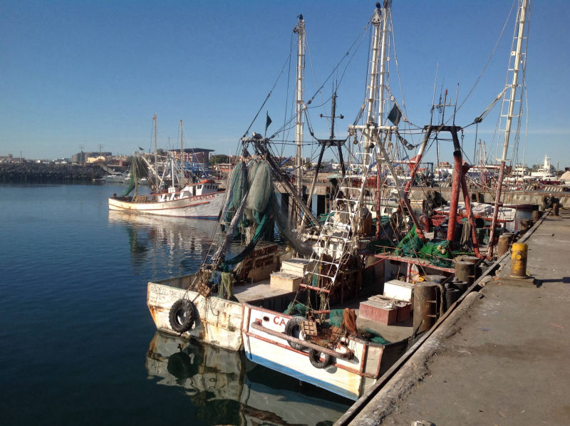 Puerto Penasco shrimp boats