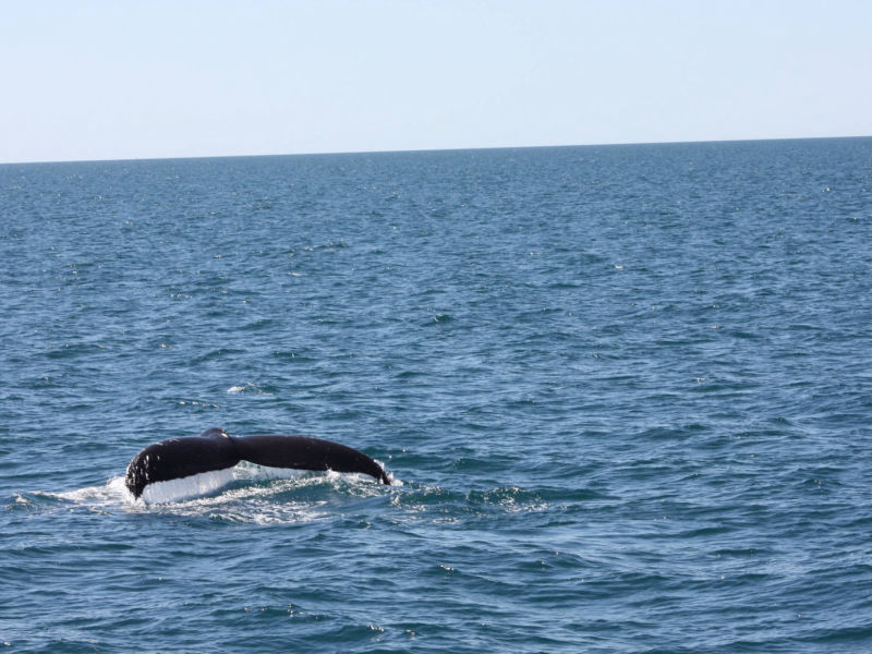 Whale watching, Bella Mareas
