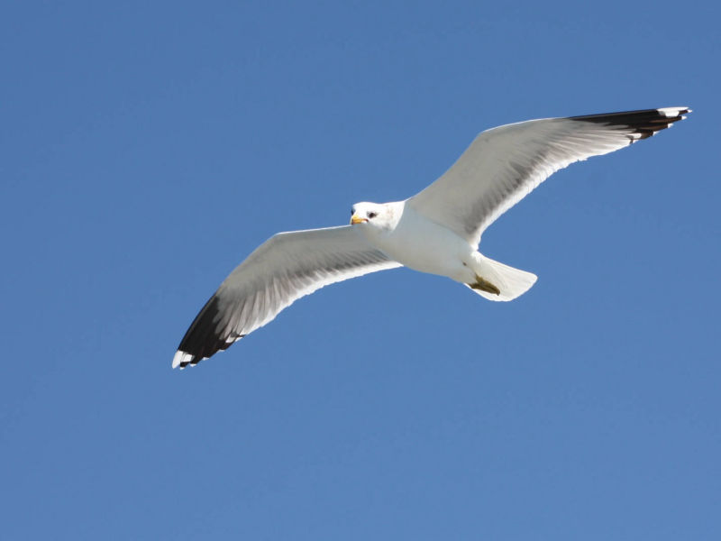 Seagull in flight